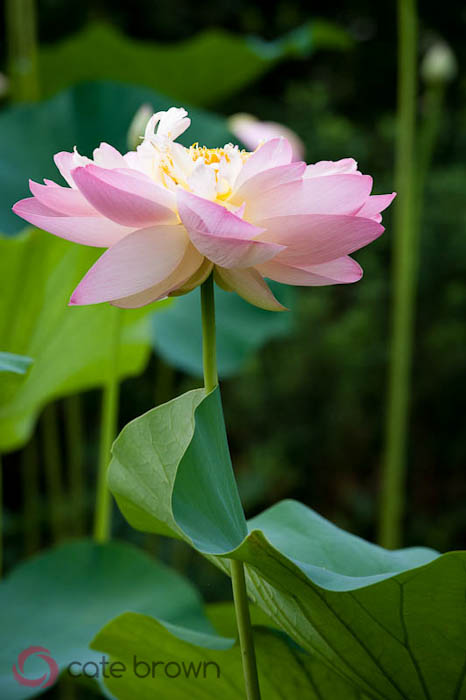 Lotuses in Bloom