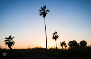 Cate Brown Photo Baja Palms #1  //  Landscape Photography Made to Order Ocean Fine Art