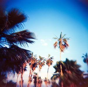 Cate Brown Photo Baja Palms #1  //  Film Photography Made to Order Ocean Fine Art