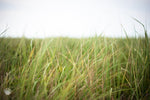 Cate Brown Photo Beach Grass in the Wind  //  Landscape Photography Made to Order Ocean Fine Art