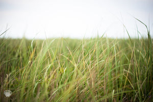 Cate Brown Photo Beach Grass in the Wind  //  Landscape Photography Made to Order Ocean Fine Art
