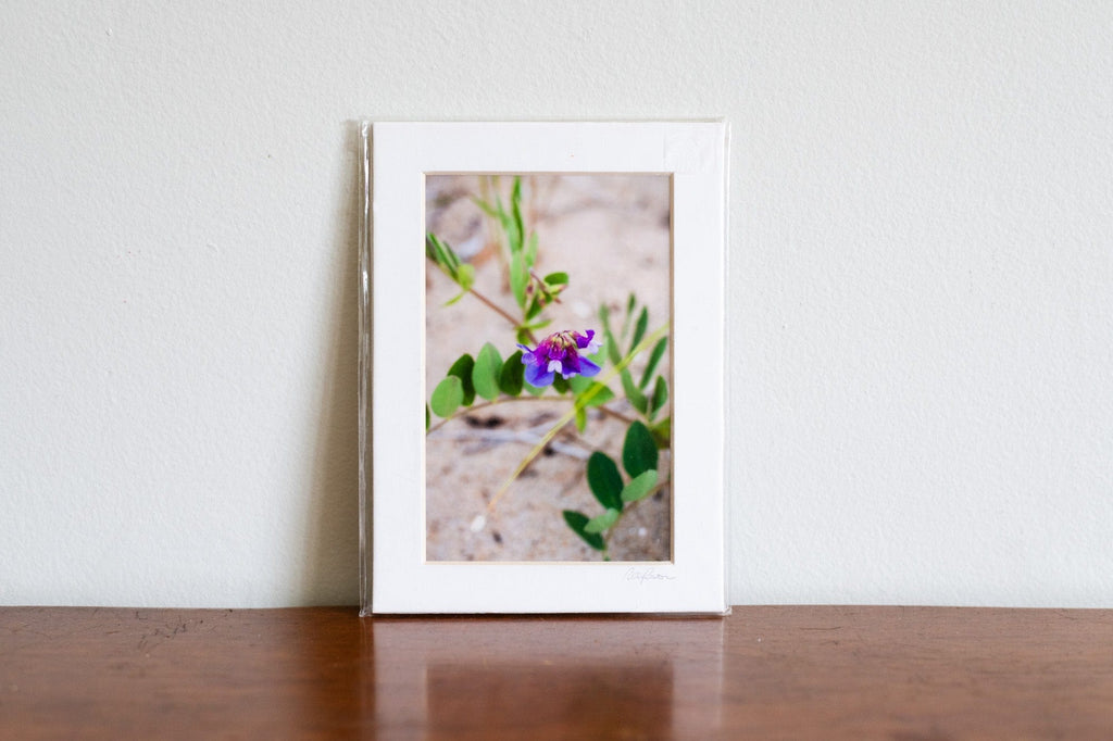 Cate Brown Photo Cuttyhunk Purple Beach Flower // Matted Mini Print 5x7" Available Inventory Ocean Fine Art