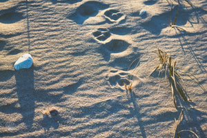 Cate Brown Photo Dogprints in the Sand  //  Film Photography Made to Order Ocean Fine Art