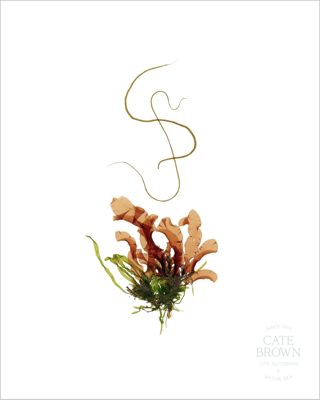 Cate Brown Photo Flow  //  Seaweed Print Flow  //  Seaweed Print Made to Order Ocean Fine Art