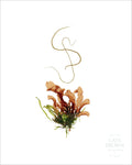 Cate Brown Photo Flow  //  Seaweed Print Flow  //  Seaweed Print Made to Order Ocean Fine Art
