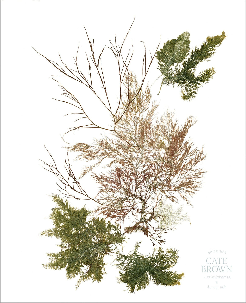 Cate Brown Photo Frond  //  Seaweed Print Frond  //  Seaweed Print Made to Order Ocean Fine Art