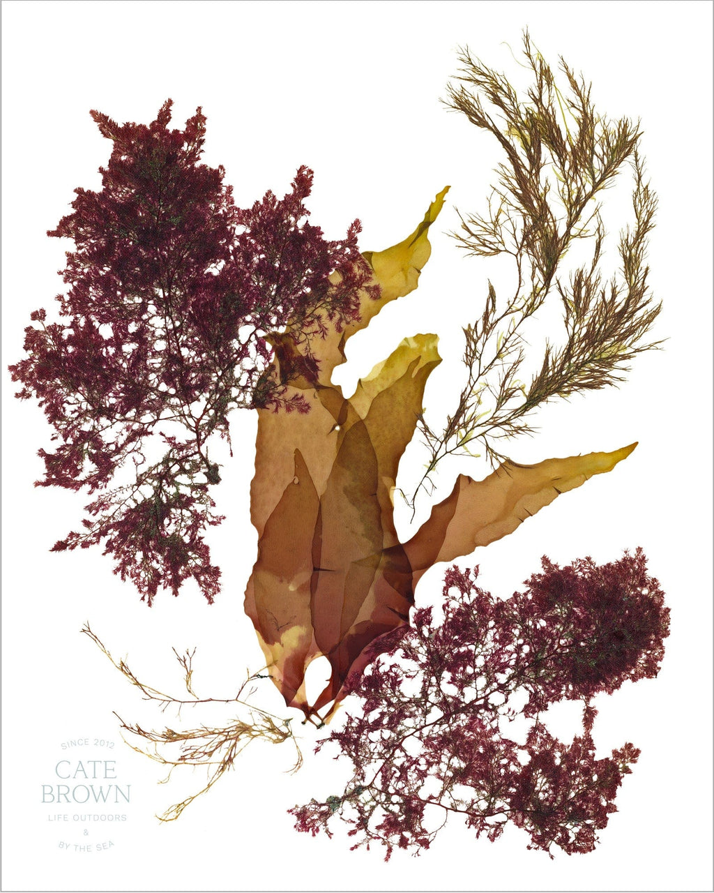 Cate Brown Photo Shift  //  Seaweed Print Shift  //  Seaweed Print Made to Order Ocean Fine Art