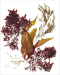 Cate Brown Photo Shift  //  Seaweed Print Shift  //  Seaweed Print Made to Order Ocean Fine Art