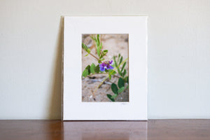 Cate Brown Photo Cuttyhunk Purple Beach Flower // Matted Mini Print 8x10" Available Inventory Ocean Fine Art