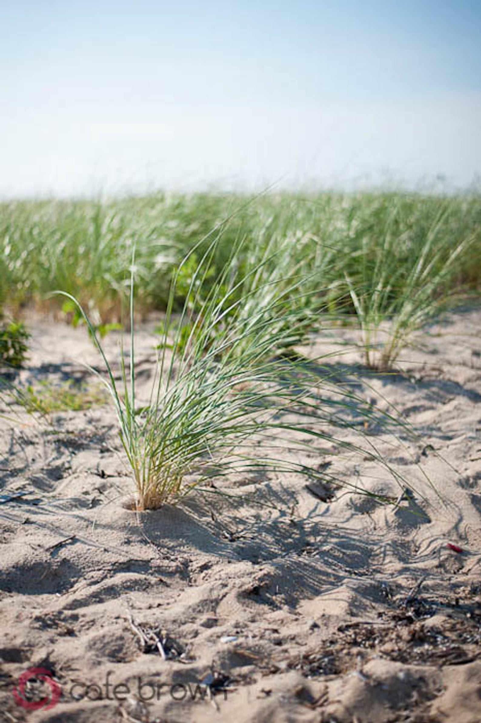 Cate Brown Photo Beach Grass #1 // Photo on Canvas 16x20" // Limited Edition 2 of 20 Available Inventory Ocean Fine Art